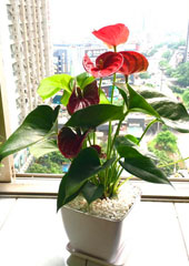 植物設計-紅掌