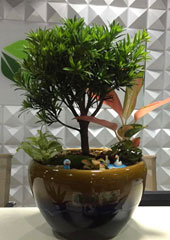 植物盆景設計搭配