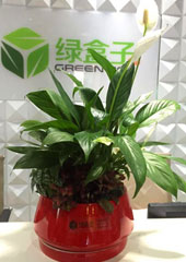 植物設計-白掌