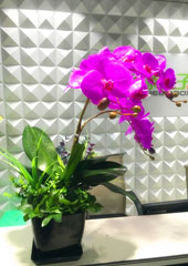 植物設計作品-蝴蝶蘭搭配