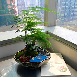 植物設計作品-文竹