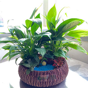 植物設計-白掌