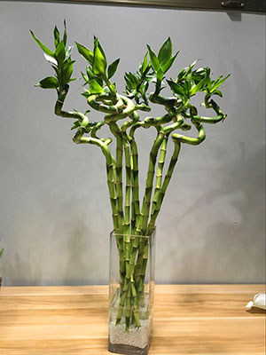 植物設計作品-轉運竹