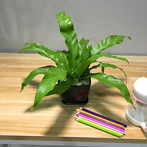 植物設計作品-鳥巢蕨