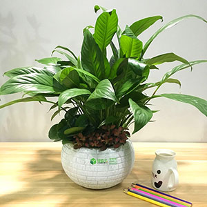 植物設計作品-白掌
