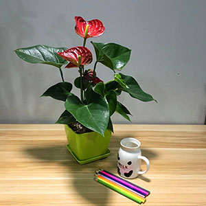 植物設計作品-白掌