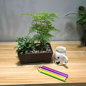 植物設計作品-白掌-網(wǎng)紋草