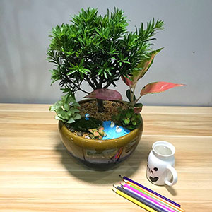 植物設計作品-羅漢松-如意皇后