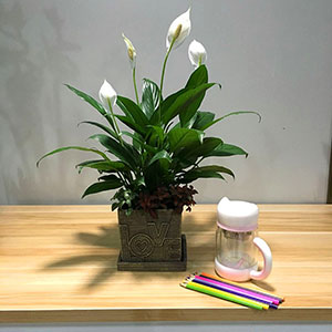 植物設計作品-白掌