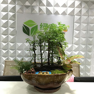 植物設計作品-水杉_如意皇后