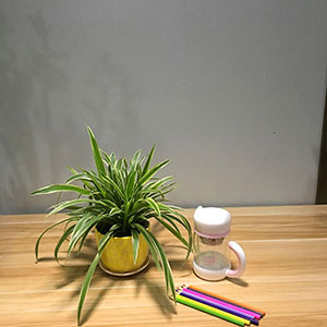 植物設計作品-金邊蘭