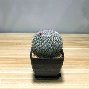 植物設計作品-仙人球