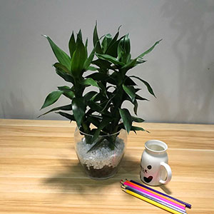 植物設計作品-富貴竹