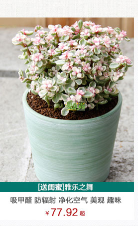 雅樂之舞植物租賃