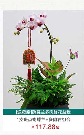 月季盆栽植物租賃