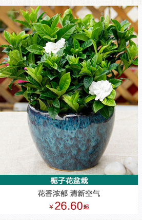 紅章盆栽植物租賃