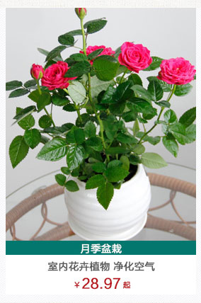 長壽花植物租賃