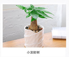 小發(fā)財(cái)樹植物租擺