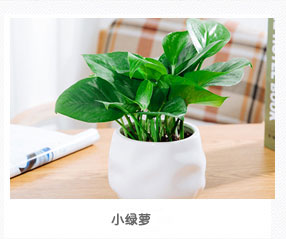 小綠蘿植物租賃
