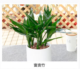 富貴竹植物租賃