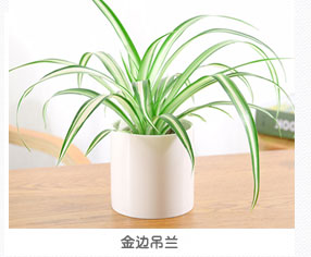 金邊吊蘭植物出租