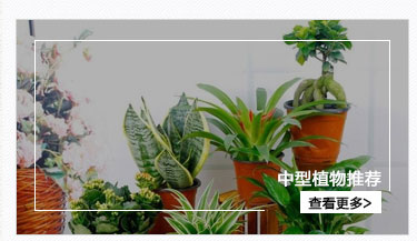 中型植物租擺
