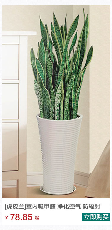 虎皮蘭植物租賃