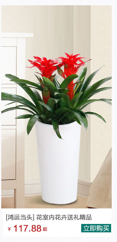 鴻運(yùn)當(dāng)頭植物出租