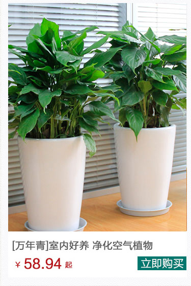 萬年青植物租擺公司