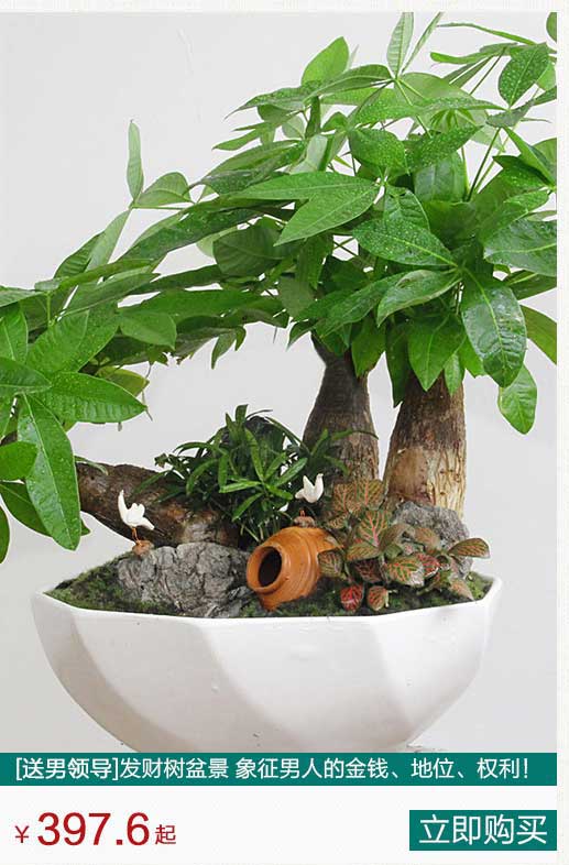 發(fā)財(cái)樹盆景租賃