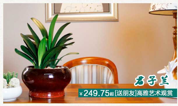 君子蘭植物租擺公司