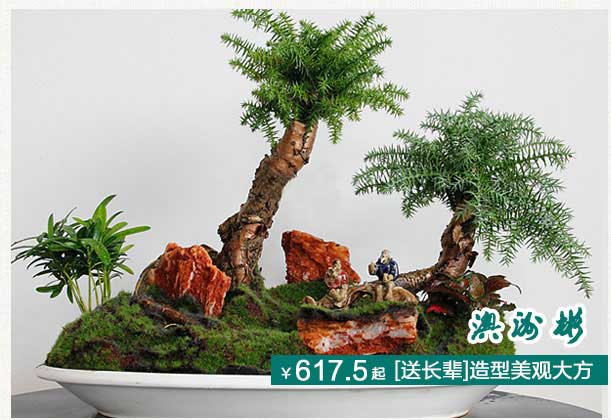 澳洲杉植物租擺