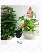 前臺(tái)植物擺放