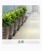 走廊植物租擺
