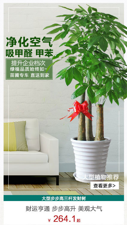 三桿發(fā)財(cái)樹植物租賃