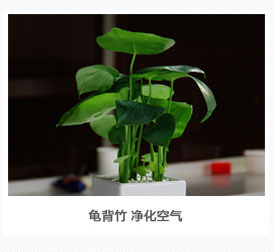 龜背竹植物租賃