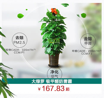 綠蘿柱植物出租