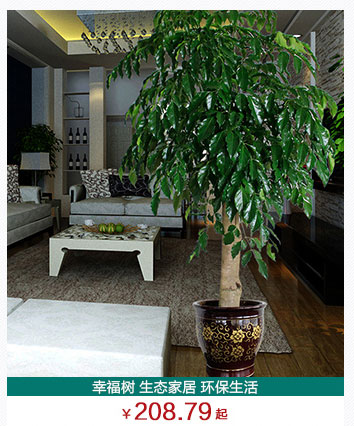 幸福樹植物租擺公司