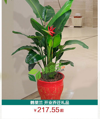 天堂鳥植物租擺