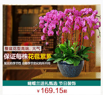 蝴蝶蘭植物租擺公司