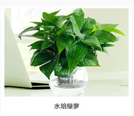 水培綠蘿植物