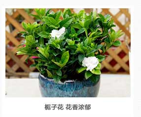 梔子花植物租擺