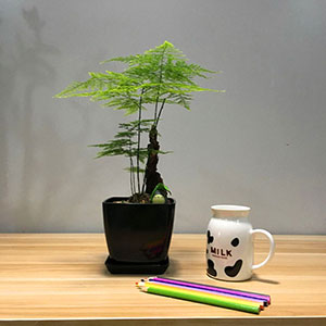 植物設計作品-文竹