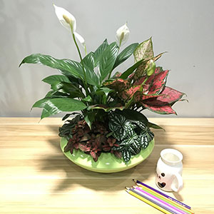 植物設計作品-白掌-如意皇后