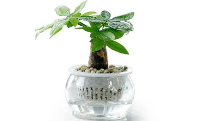 重慶辦公室植物租賃如何選植物,重慶植物租賃，重慶植物租擺