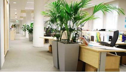 綠植租擺公司哪家好，重慶植物租賃公司