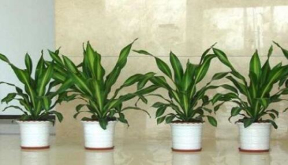 巴南植物租賃怎么樣,重慶植物租賃選擇哪家好