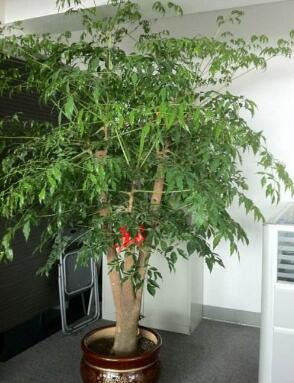 幸福樹