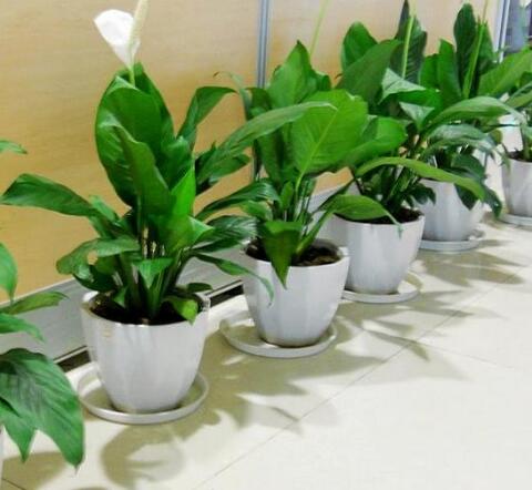 重慶租植物,白掌怎么養(yǎng)殖