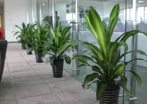 適合辦公室養(yǎng)的植物有哪些